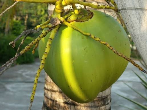 coconut