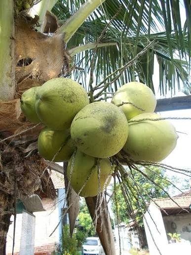 coconut