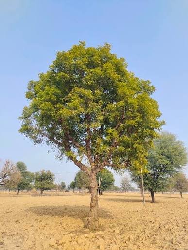 Margosa Tree (Neem)