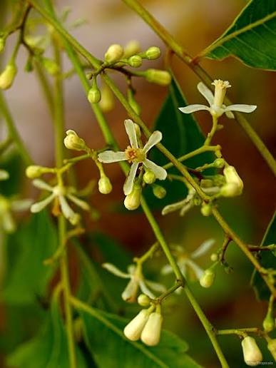 Margosa Tree (Neem)