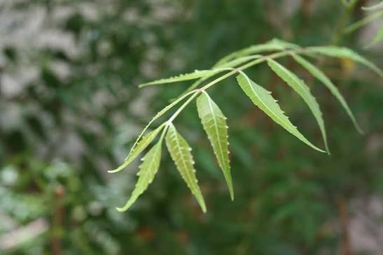 Margosa Tree (Neem)