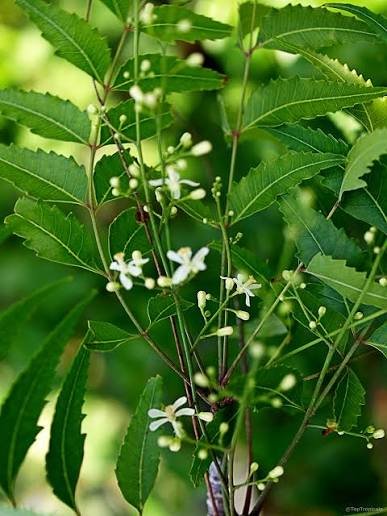 Margosa Tree (Neem)