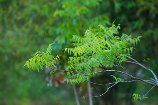Margosa Tree (Neem)
