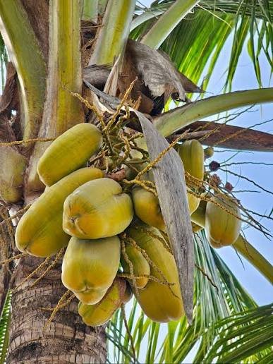 coconut