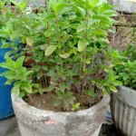 Holy Basil (tulsi )