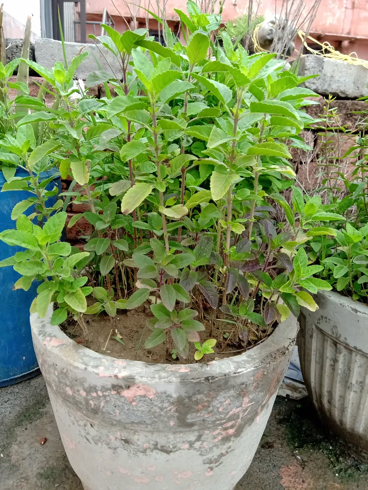 Holy Basil (tulsi )