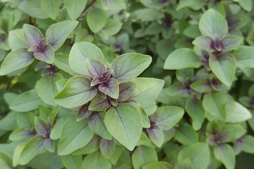 Holy Basil (tulsi )