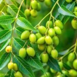 Margosa Tree (Neem)